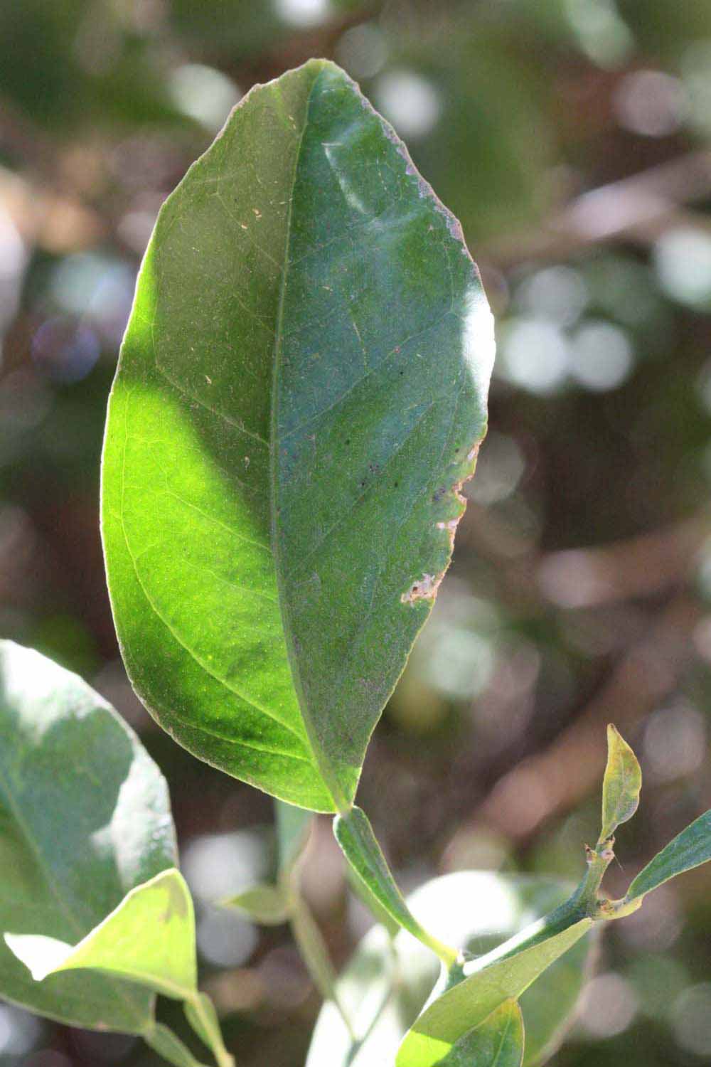              Unifoliolate leaf (Riverside, CA)       